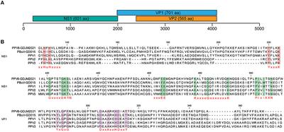 Identification and genomic characterization of a novel porcine parvovirus in China